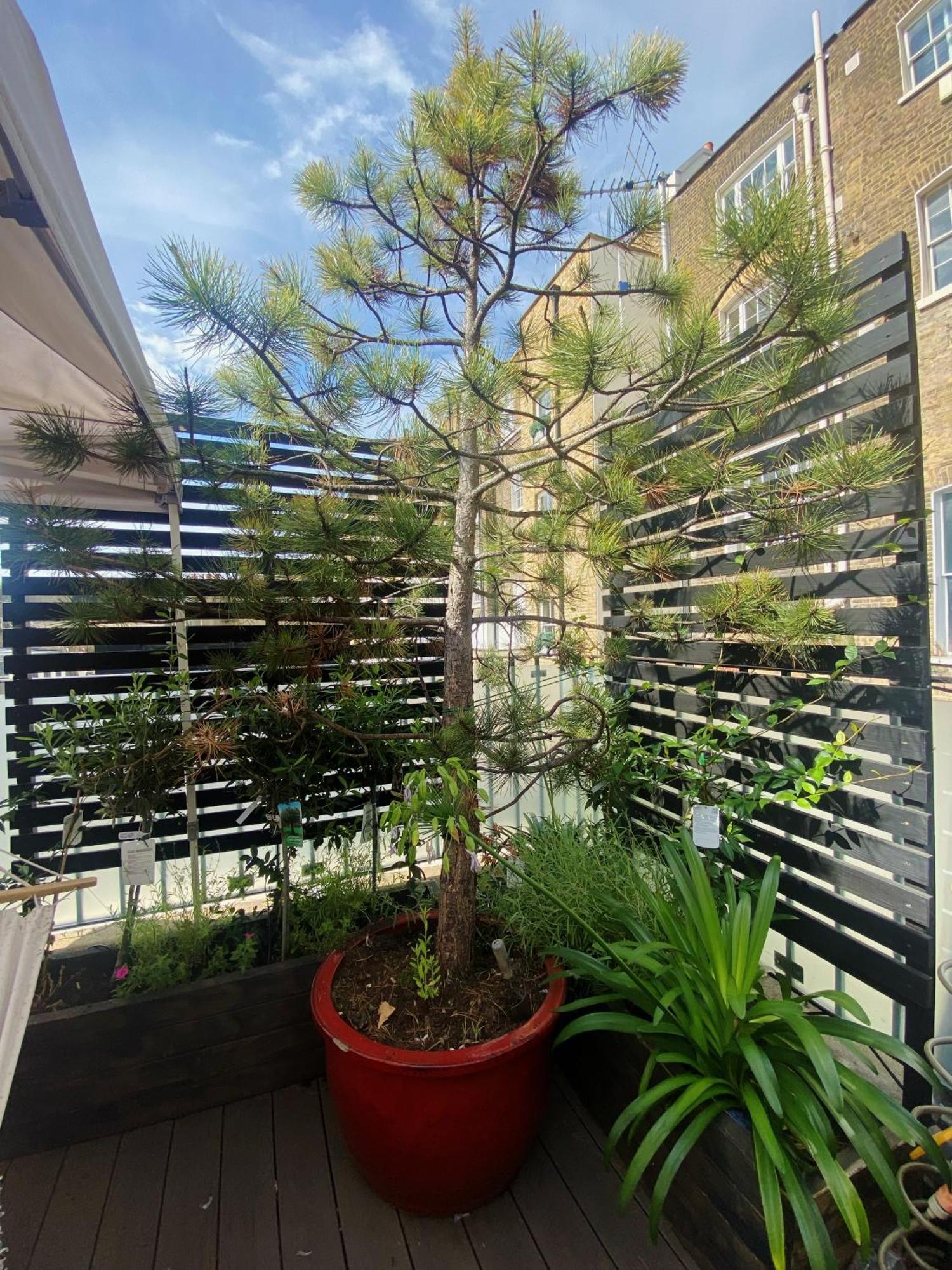 Villa Luxury Belgrave Square Private Mews Townhouse London Exterior foto
